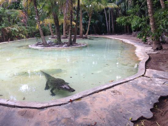 Zoo Crococun